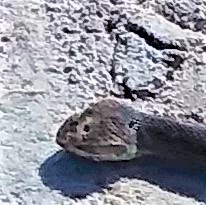 cottonmouth (2).jpg cottonmouth (2).jpg